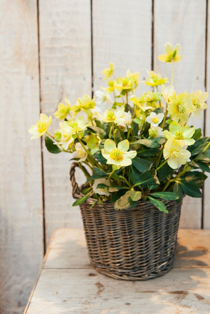 Gelbblühende Christrosen in Weidenkörbchen