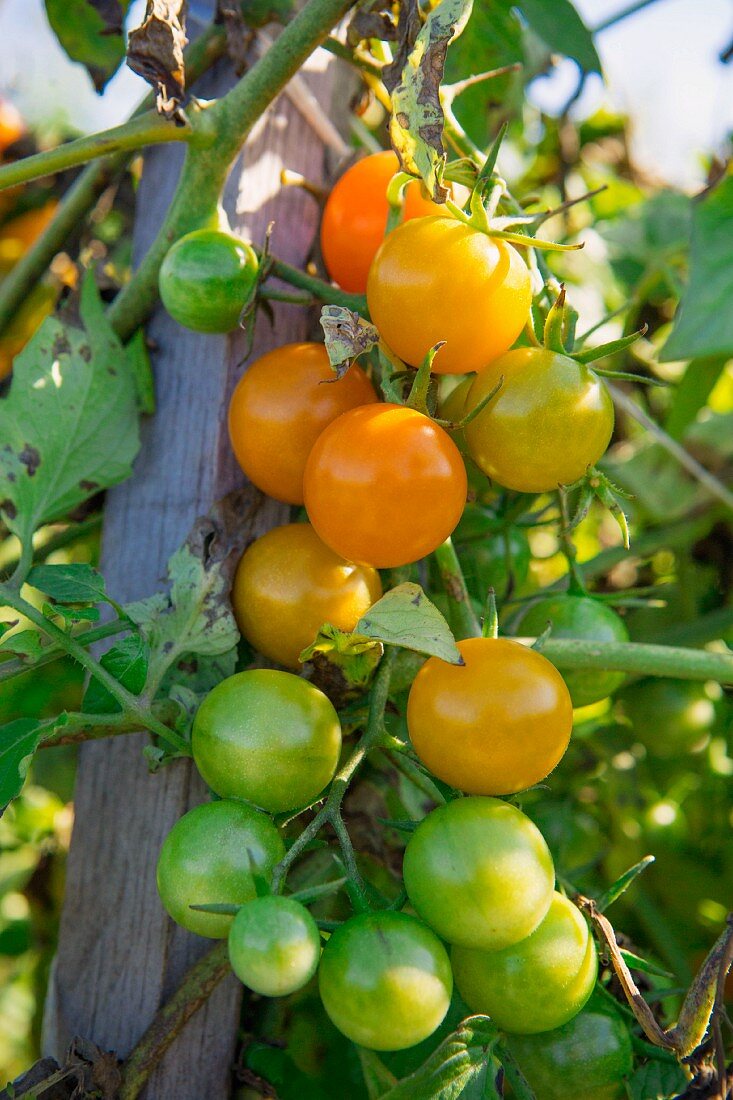 Cherry Tomatoes on Vine
