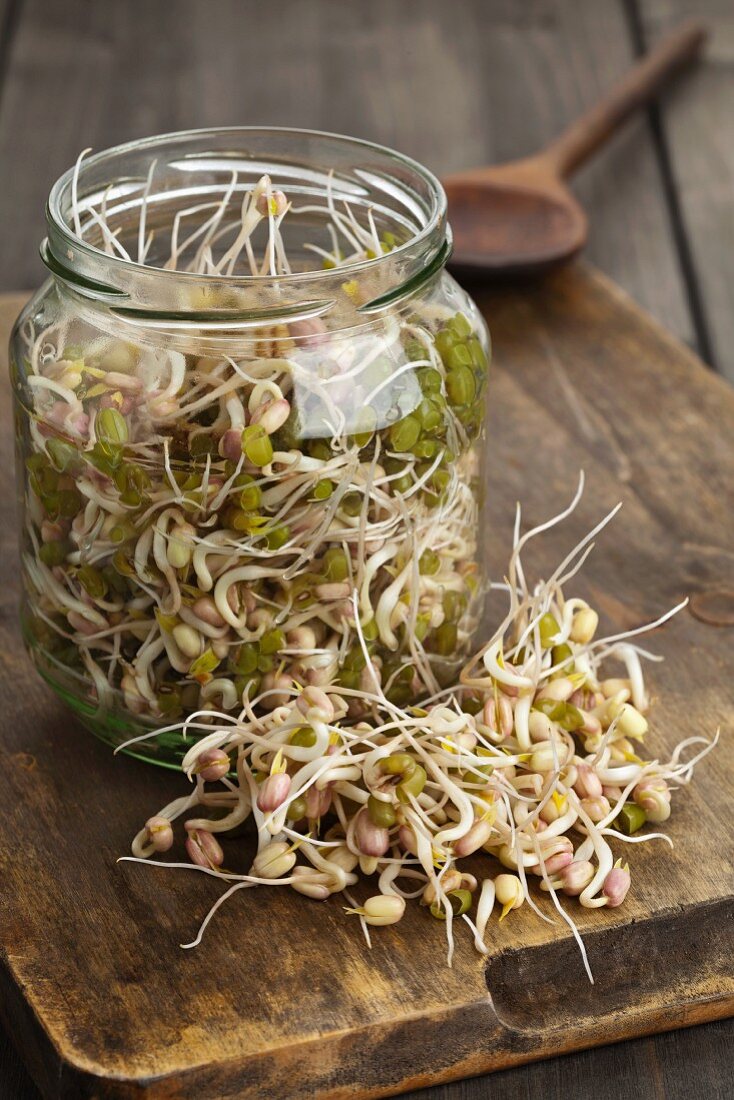 Bean sprouts in a sprouting jar and on a wooden board