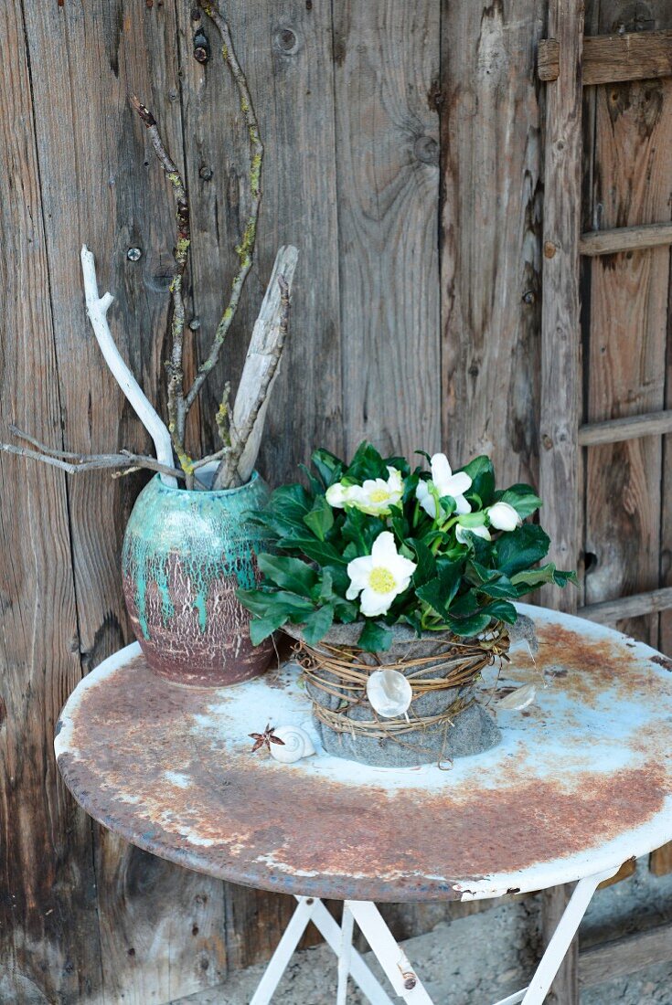 Flowering hellebore on weathered garden table