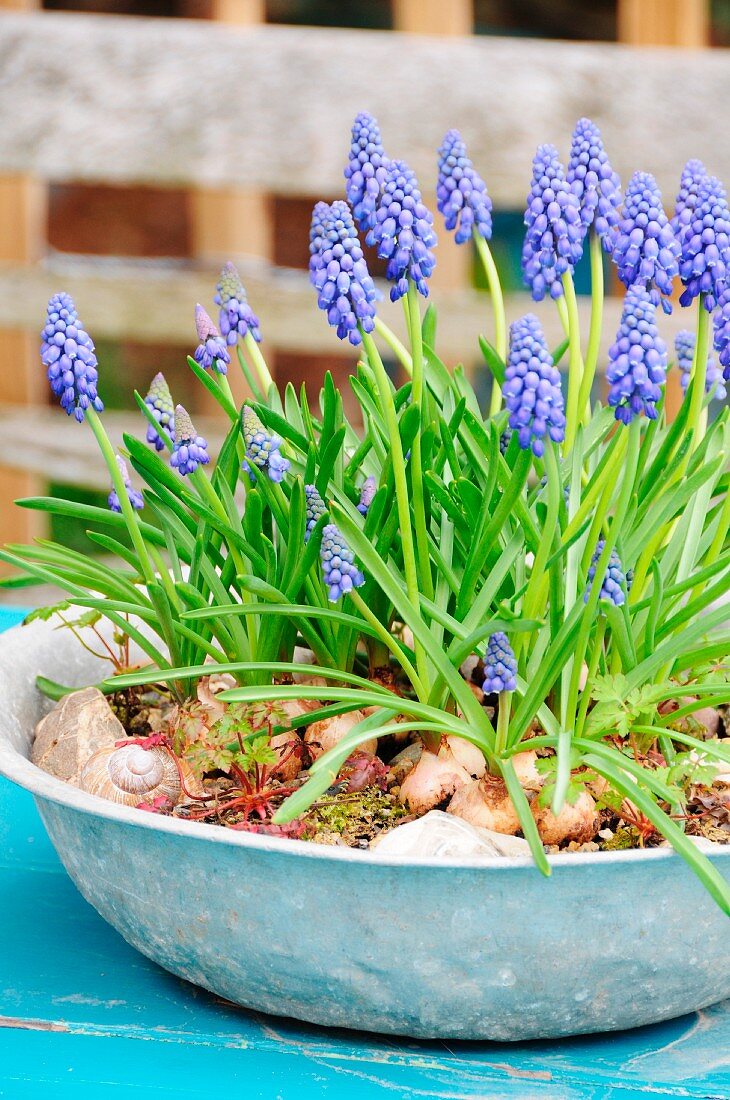 Traubenhyazinthen in Zinkschale auf Gartentisch