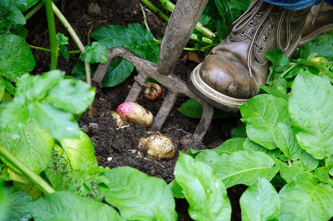 Mann erntet Kartoffeln mit Kompostgabel im Garten