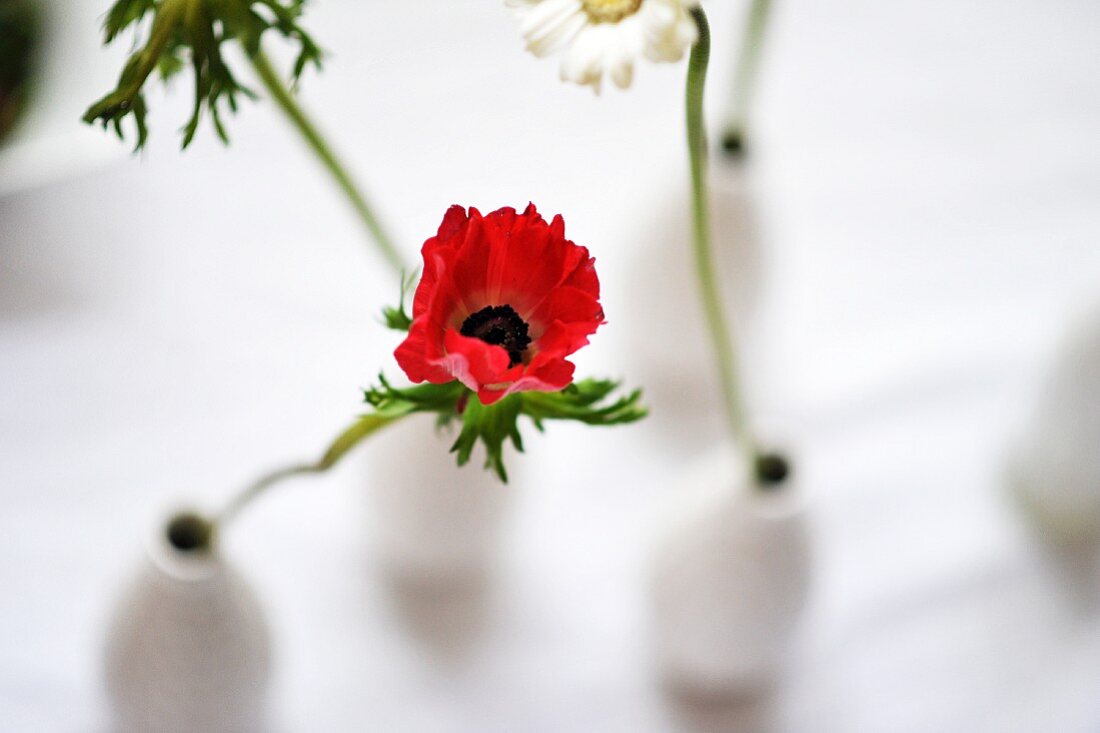 Anemone and ox-eye daisies in white vases