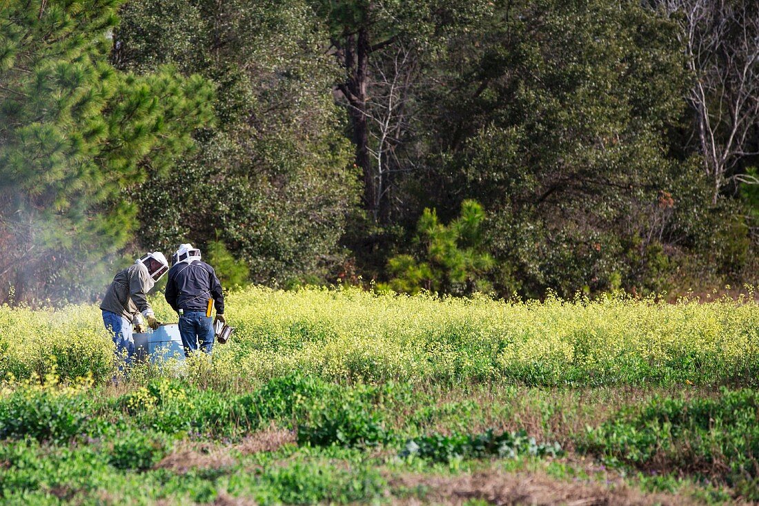 Bee keepers collecting honey