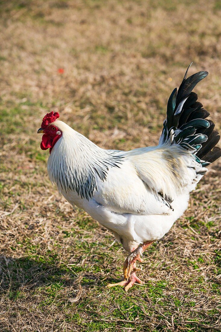 A white cockerel