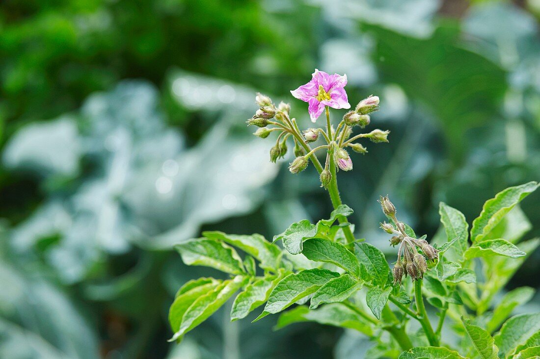 A flowering potato plant in a garden