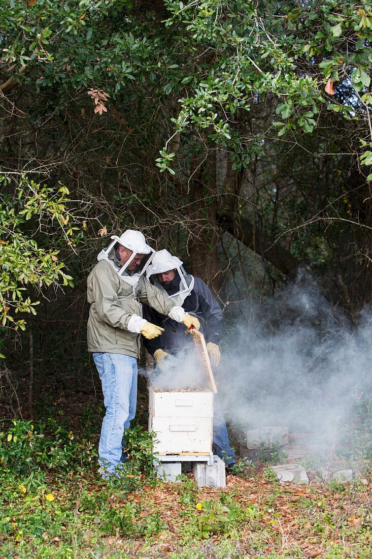 Bee keepers smoking a beehive