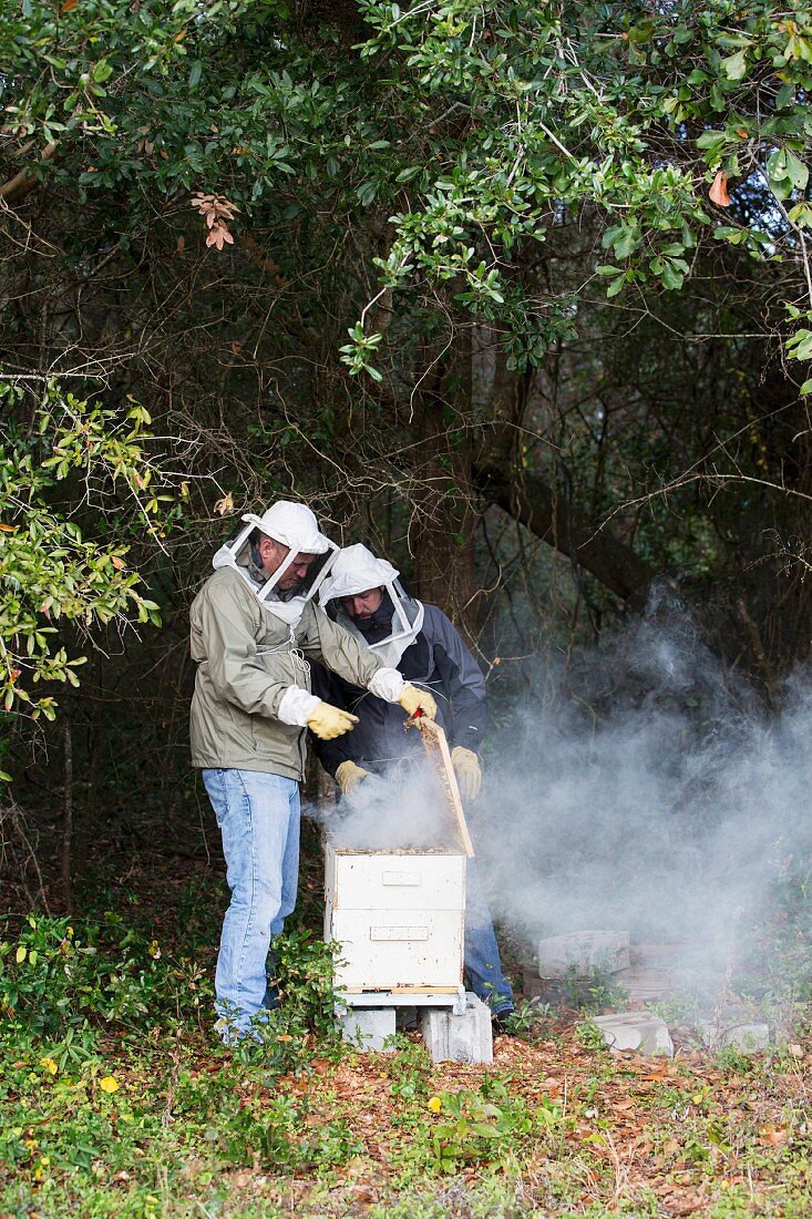 Imker räuchern den Bienenstock