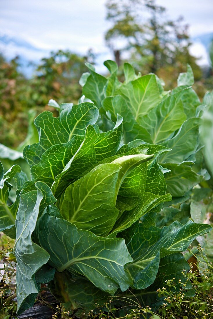 Spring cabbage - growing.