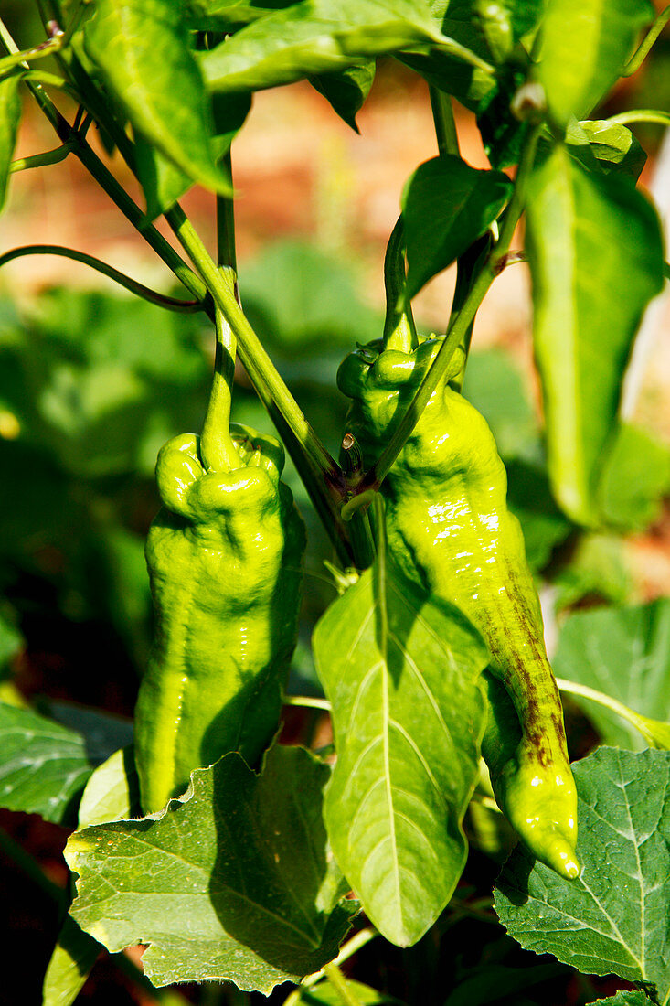 Chilli peppers on a plant in a garden