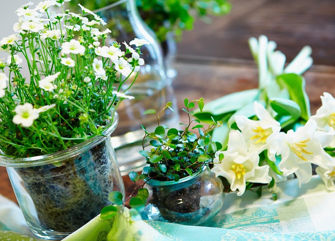 Bouquet of tulips & potted flowering plants in glass vessels