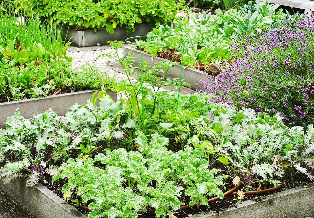 Various vegetable plants in a raised bed