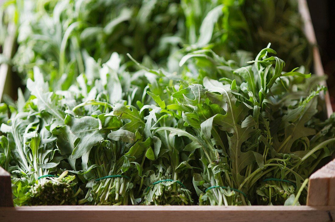 Bunches of fresh rocket in a crate