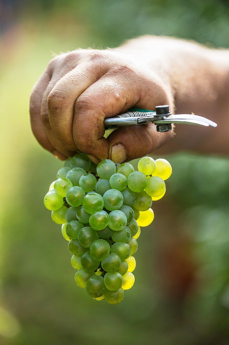 Hand hält Chardonnay-Trauben im Weinberg von Bellavista, Erbusco, Lombardei, Italien