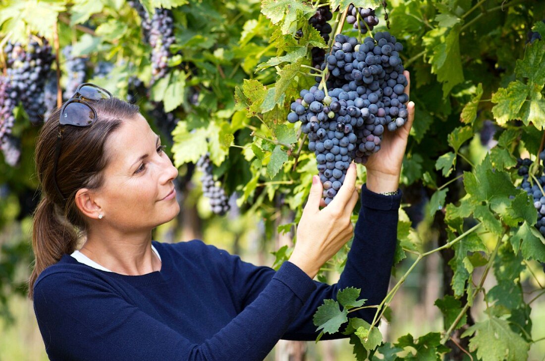 Frau im Weinberg von Monte del Fra, Fumane, Venetien, Italien