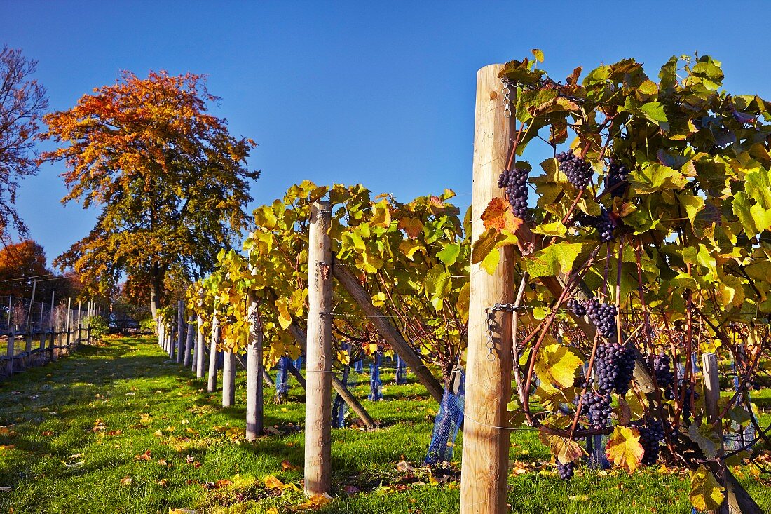 Pinot Noir Trauben im Weinberg von High Clandon Estate bei Guildford, Surrey, England