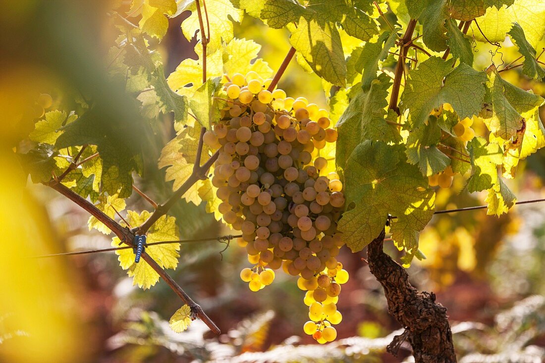 Cortese Trauben am Rebstock (Gavi, Piemont, Italien)