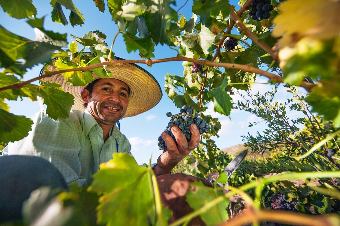 Weinlese von Grenache-Trauben im Weinberg bei Caliboro, Maule Valley, Chile