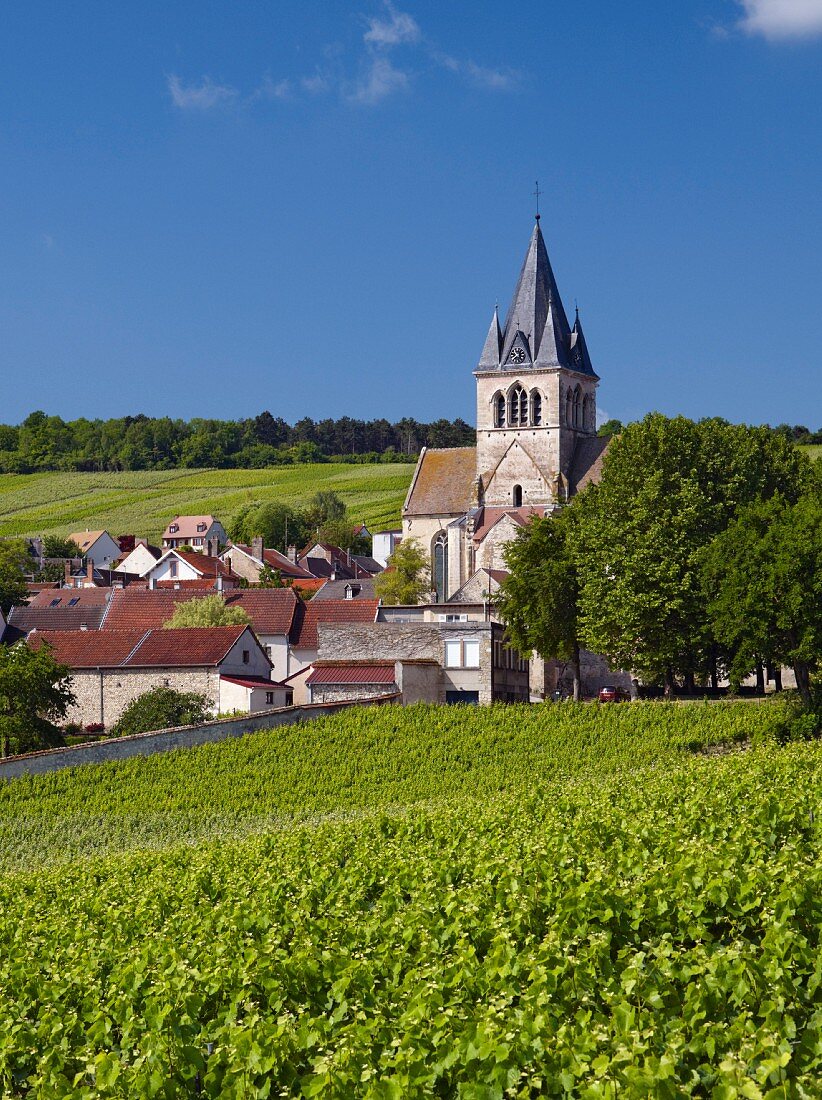 Pinot Noir Reben im Clos des Bergeronneau Weinberg, Marne, Frankreich, Champagne