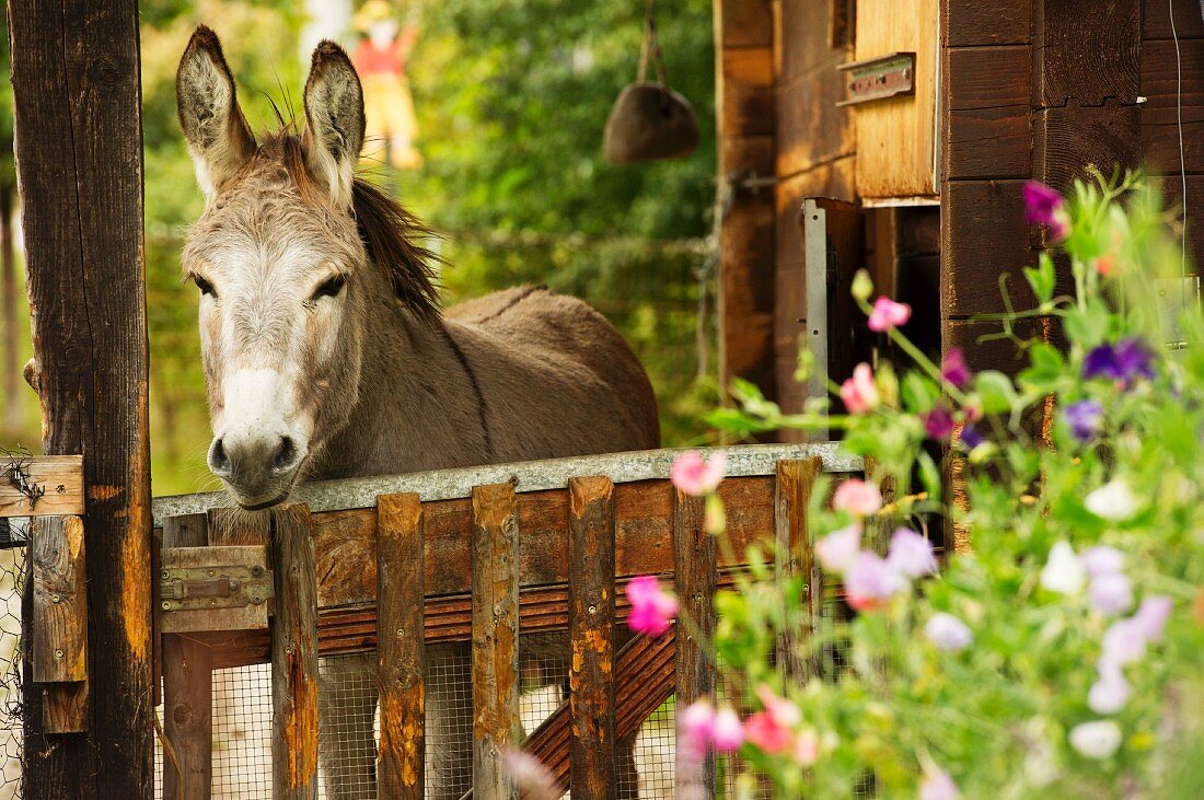 Donkey in meadow behind fence