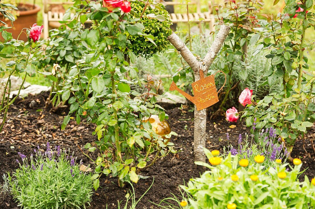 Roses and lavender in a flower bed