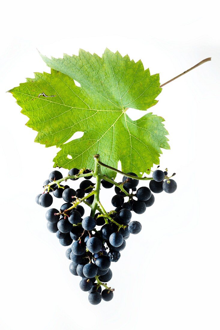 Cabernet Cortis grapes with a vine leaf