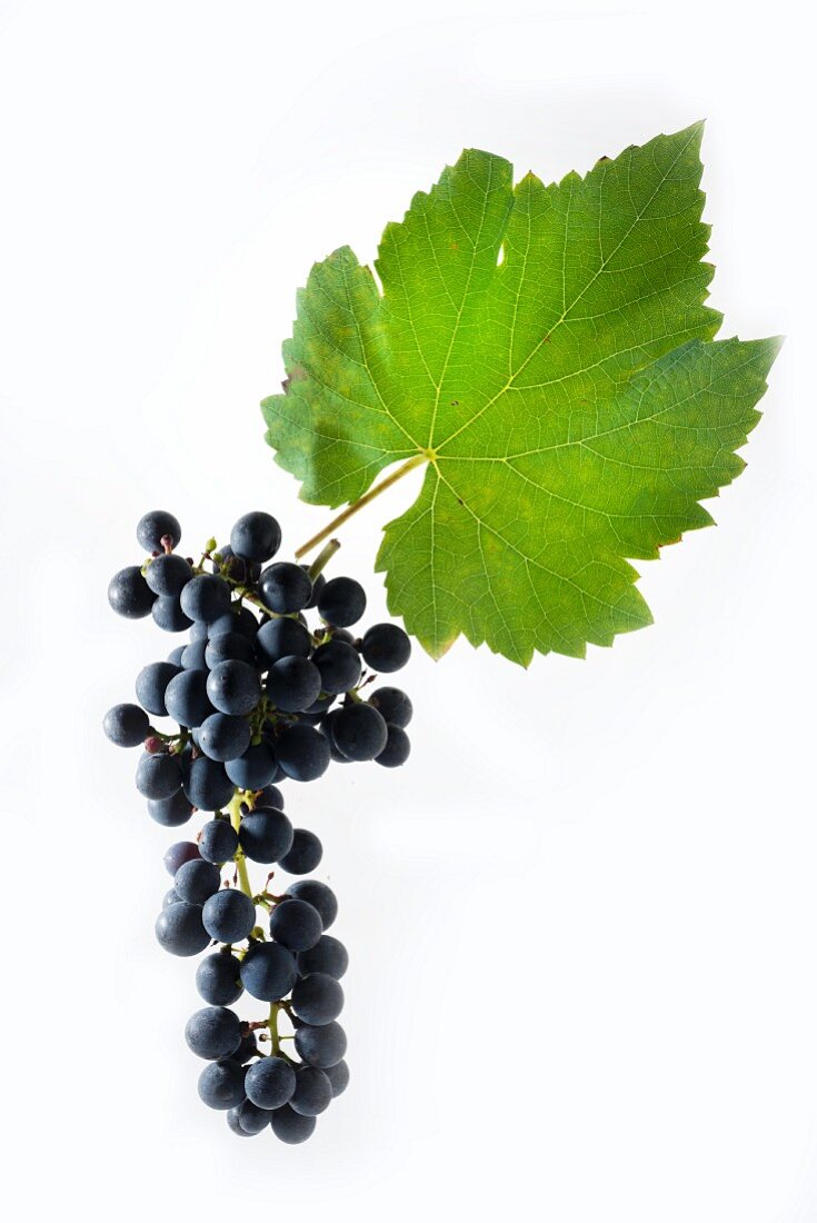 Cabernet Cubin grapes with a vine leaf
