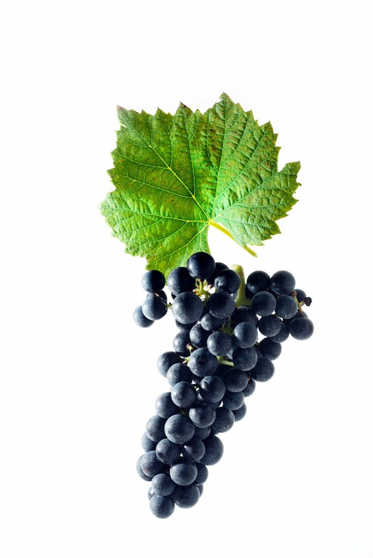 Regent grapes with a vine leaf
