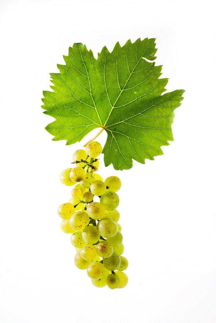 Bianca grapes with a vine leaf