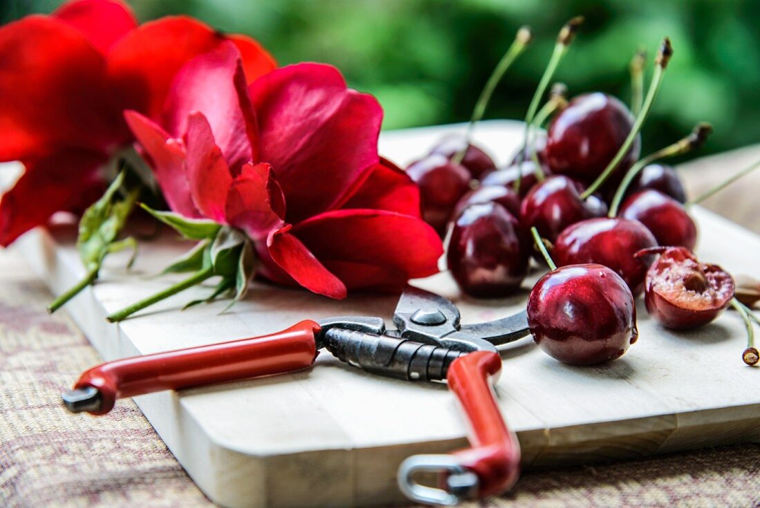 Kirschen, rote Rosenblüten und Rebschere auf Holzbrett