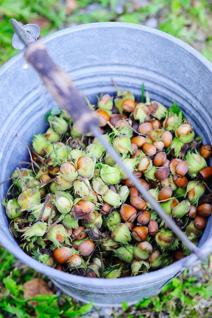 Hazelnuts in a zinc bucket