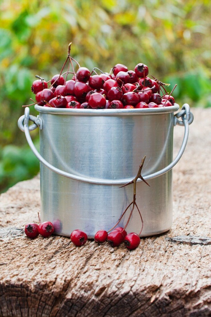 Frisch gepflückte Weissdornbeeren in Eimer