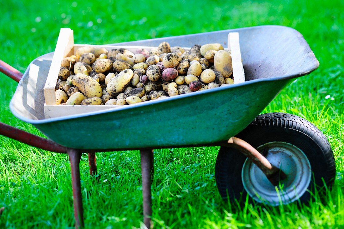 A wooden crate of freshly picked potatoes in a wheelbarrow in a field