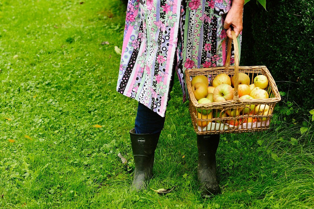 A woman holding a basket of freshly picked apples