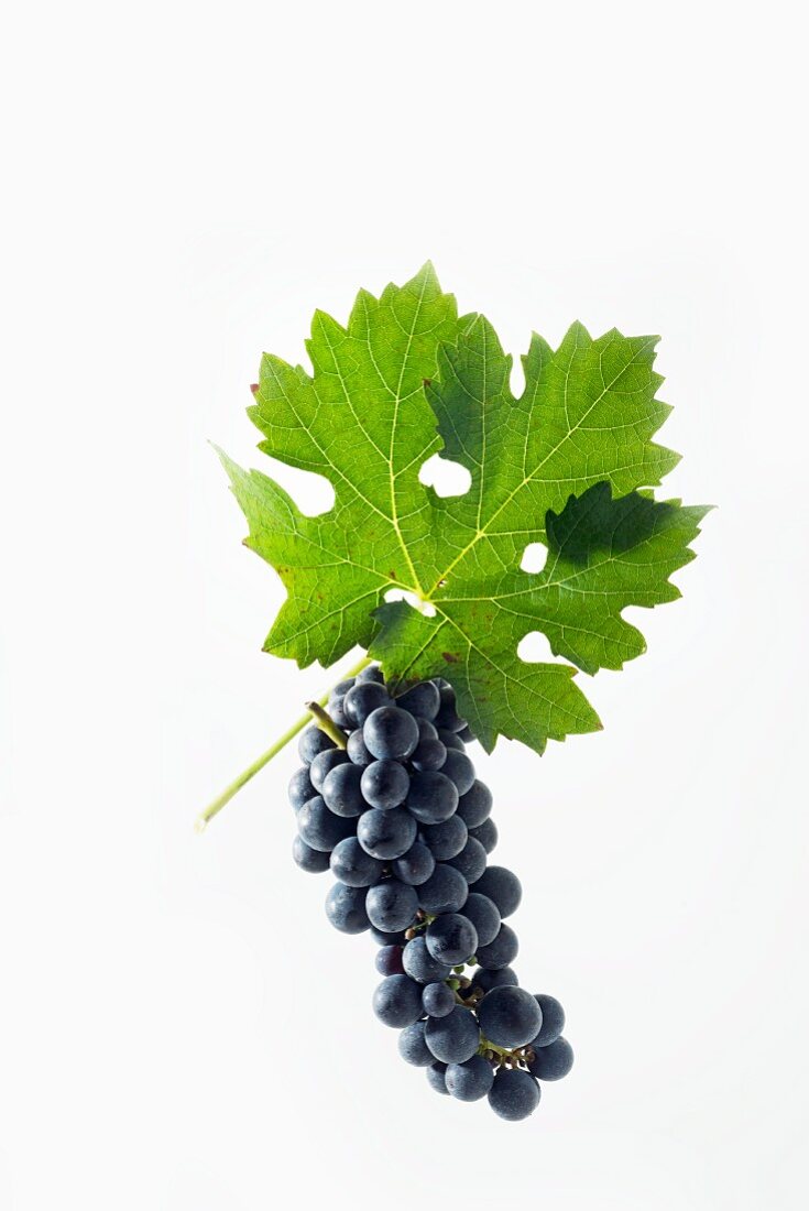 Cabernet Sauvignon grapes with a vine leaf