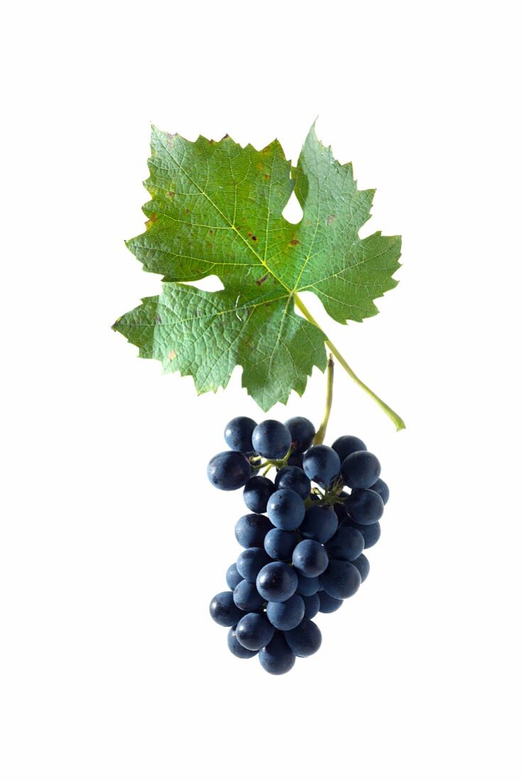 Garanoir grapes with a vine leaf, Swiss breed made by crossing Gamay and Reichensteiner grapes