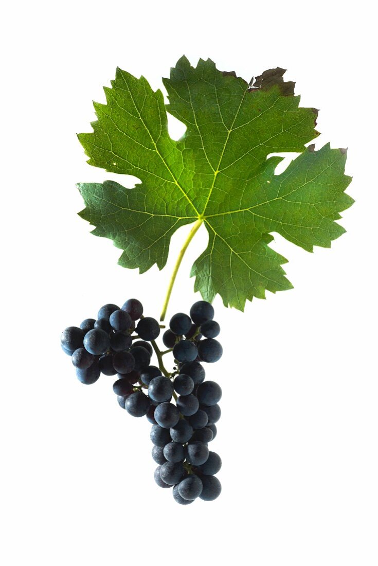 Cabernet franc grapes with a vine leaf