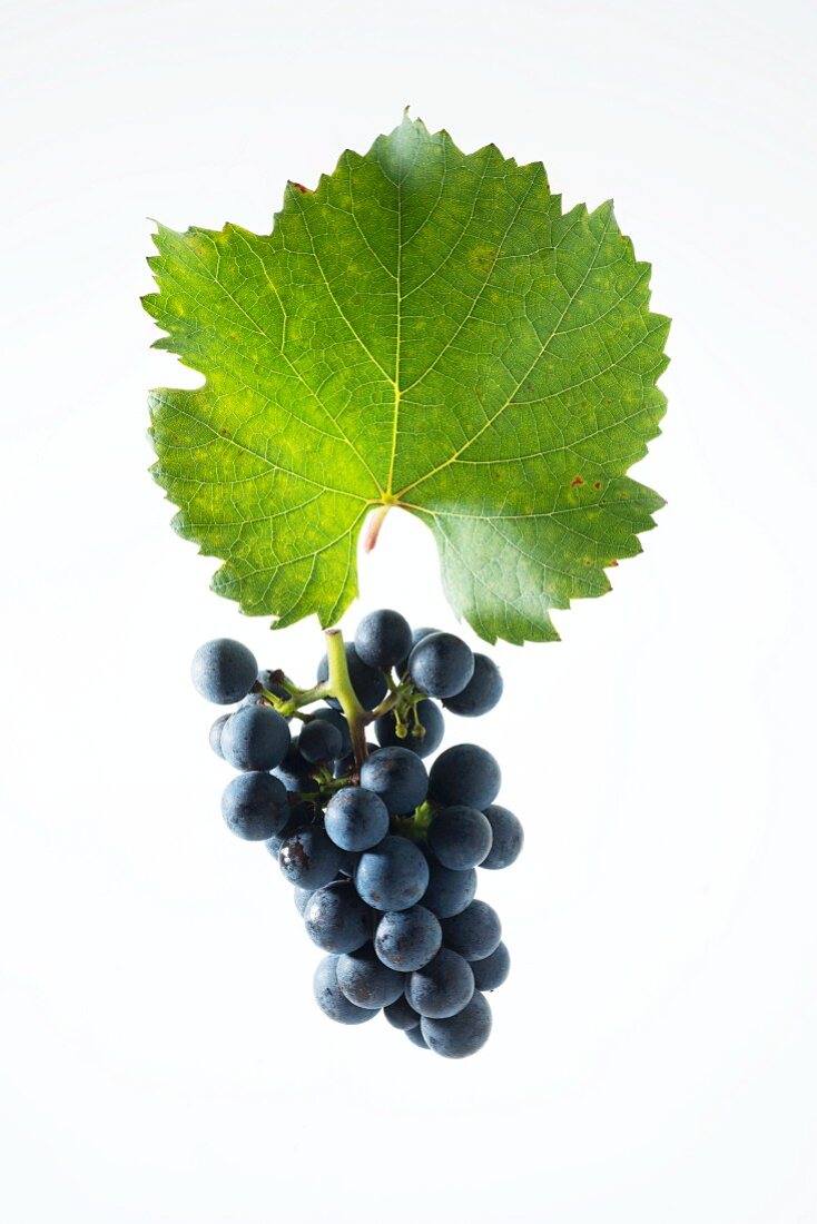 Zweigelt grapes with a vine leaf