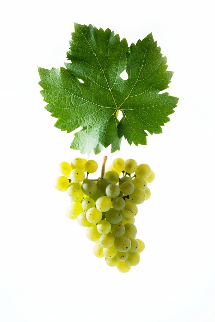 Kerner grapes with a vine leaf