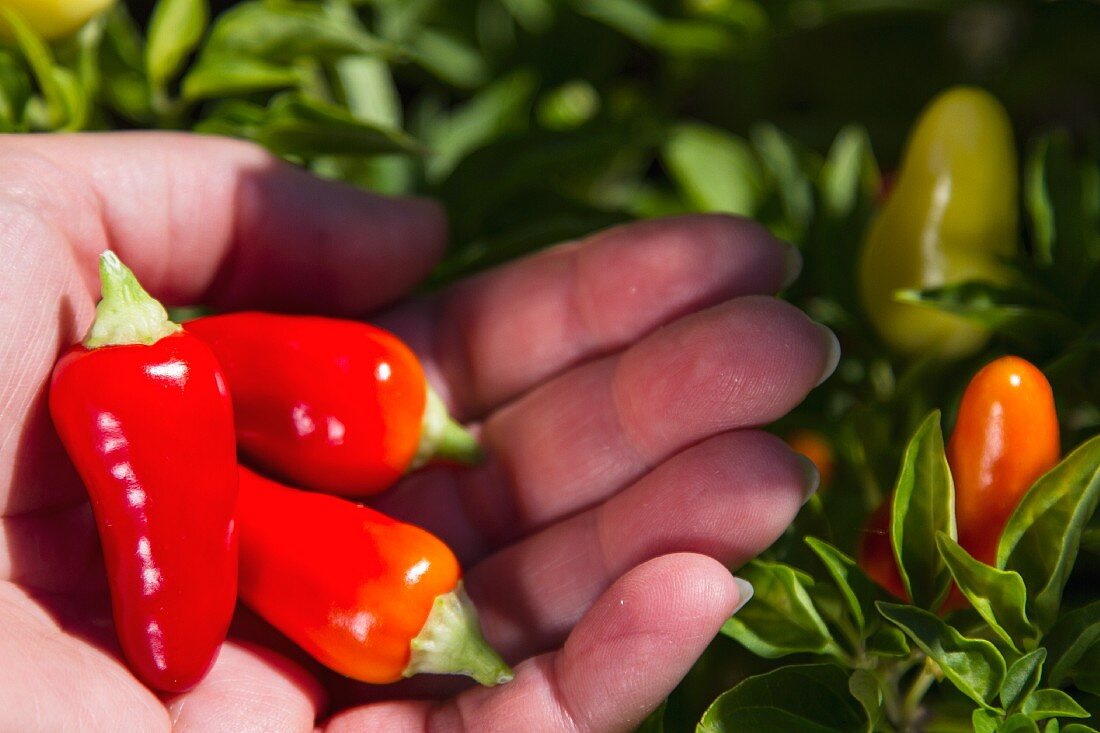 Red mini peppers