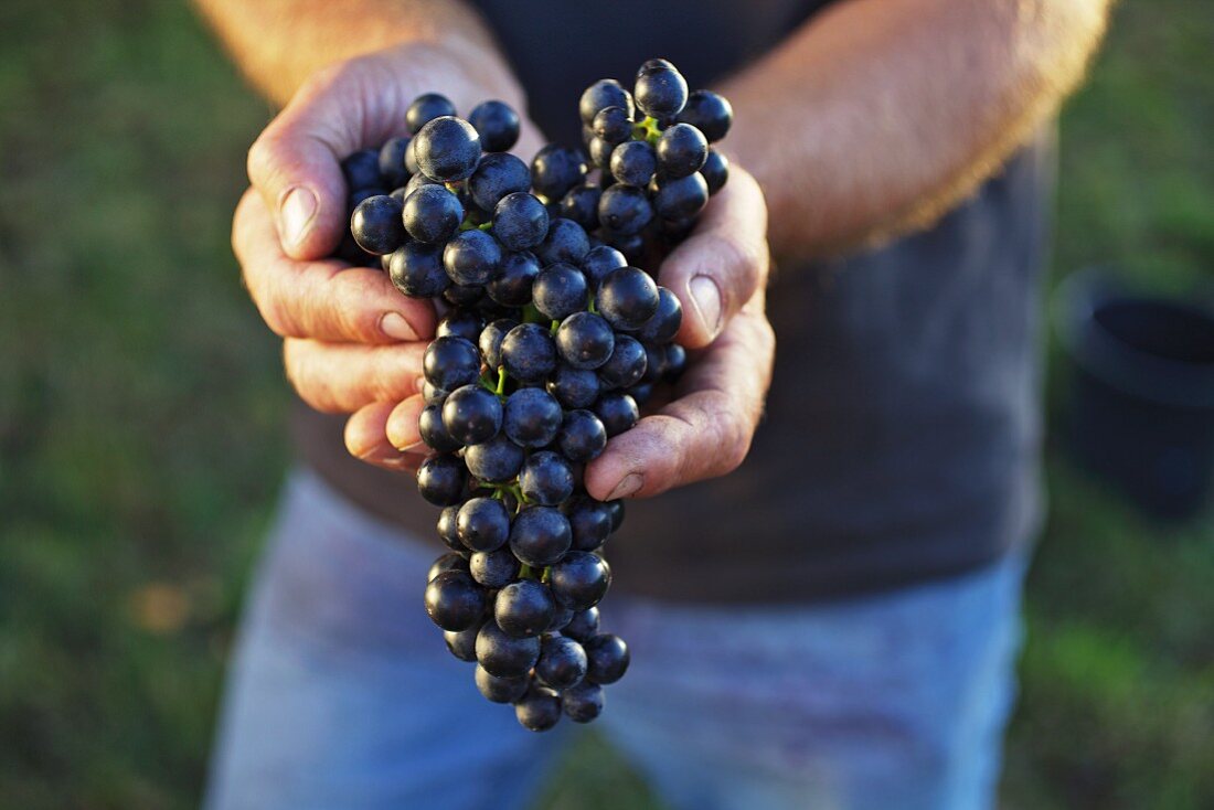 Blaufränkisch grapes (Südburgenland, Austria)