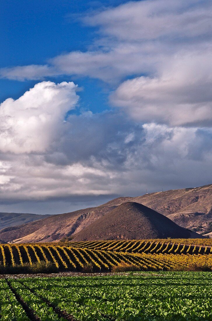 Kalifornische Weinlandschaft