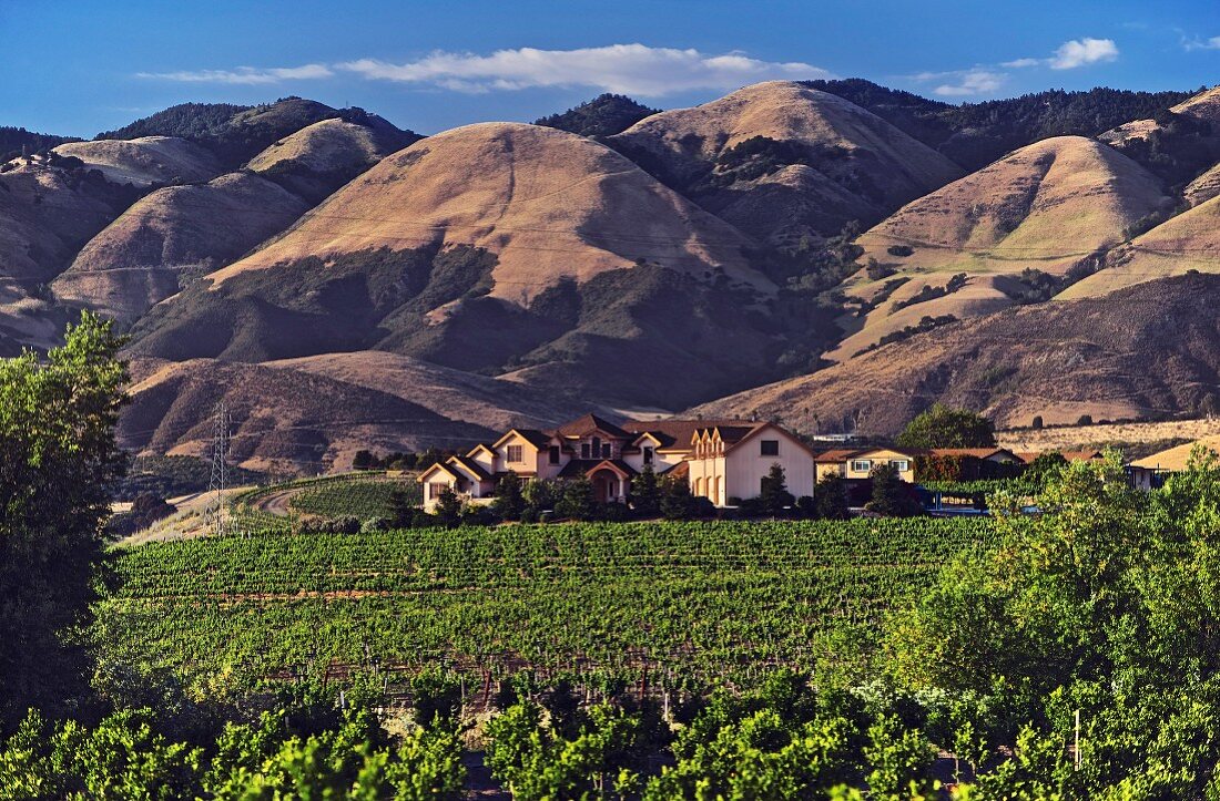 Weingut mit großem Weinberg, Kalifornien, USA