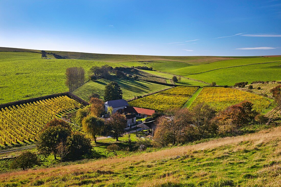 Weite Landschaft mit herbstlichem Weingut, Sussex, England