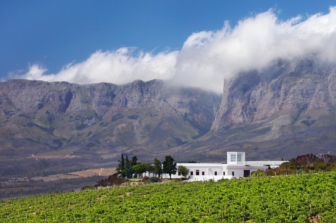 Vergelegen Weingut und Weinberg vor den Hottentotten Holland Bergen (Somerset West, Western Cape, Südafrika)