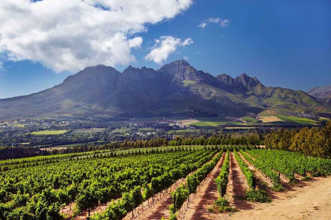 Weingut Vergelegen vor dem Helderberg (Somerset West, Western Cape, Südafrika)
