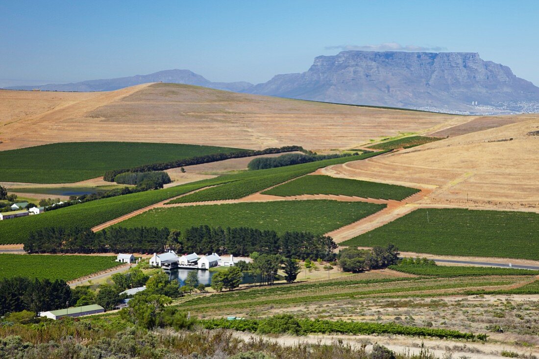 Nitida Weinkeller und Weinberge mit dem Tafelberg (Durbanville, Western Cape, Südafrika)