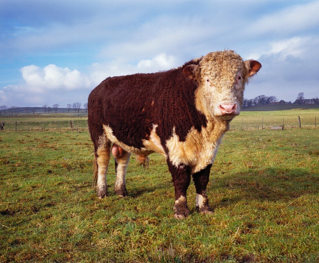 Zweijähriges Hereford-Rind auf der Weide (Herefordshire, England)