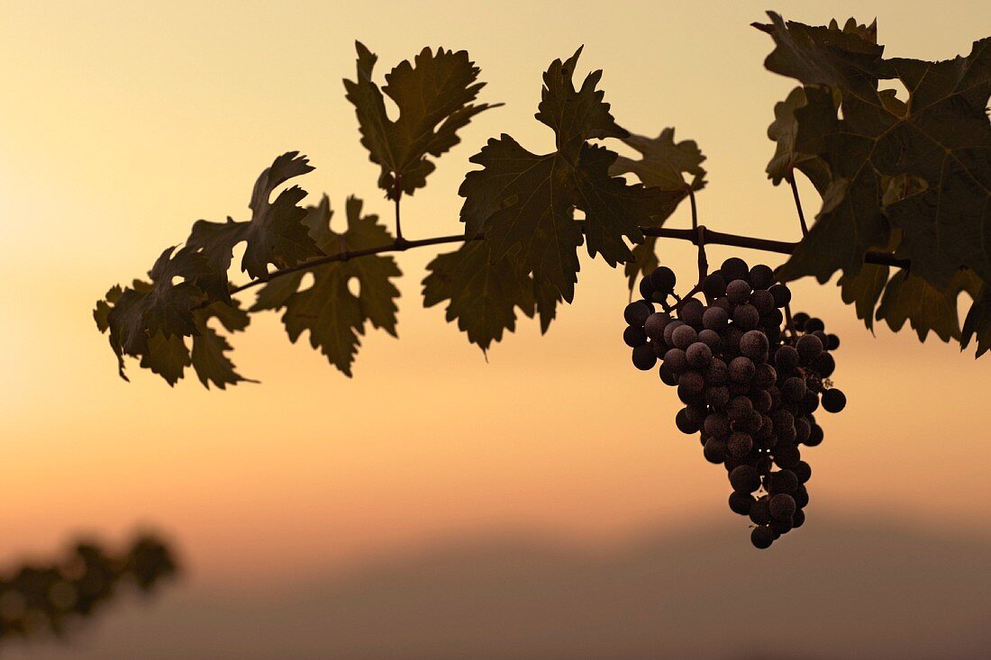 Trauben der Sorte Cabernet Sauvignon im Abendlicht auf Weingut Altair (Cachapoal Valley, Chile)