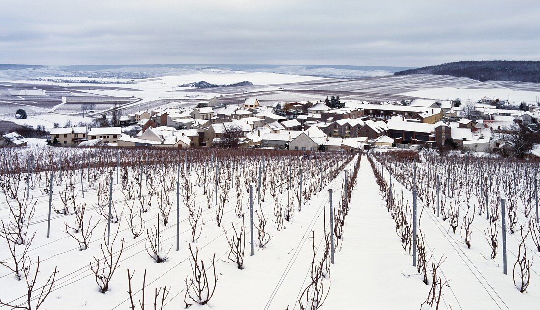 Schneebedeckte Weinberge bei Avize (Marne, Frankreich)